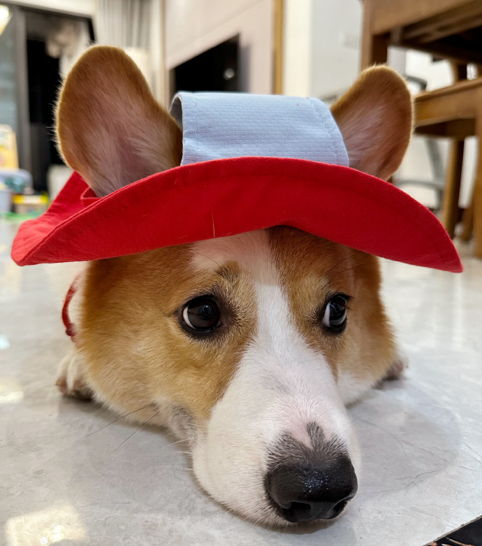 The dishonest corgi, trying on women's clothes tonight